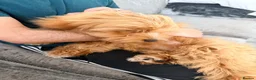 Cavapoo dogs for sale: Cavapoo One beautiful female puppy available  - Advert 11