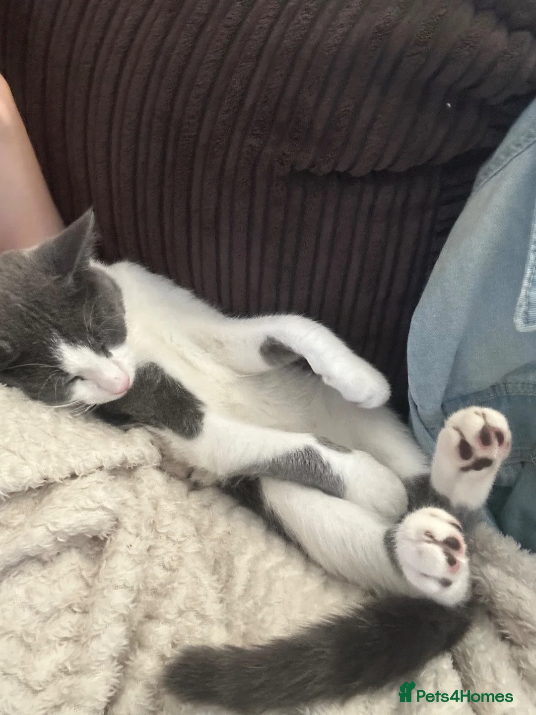 Mixed Breed cats for sale: Gorgeous kitten for sale  in Paignton - Advert 2