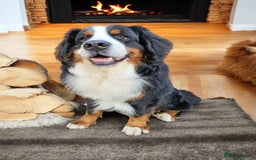 Bernese Mountain Dog dogs for stud: Proven health tested BMD handsome boy for stud. in Northampton - Image 1