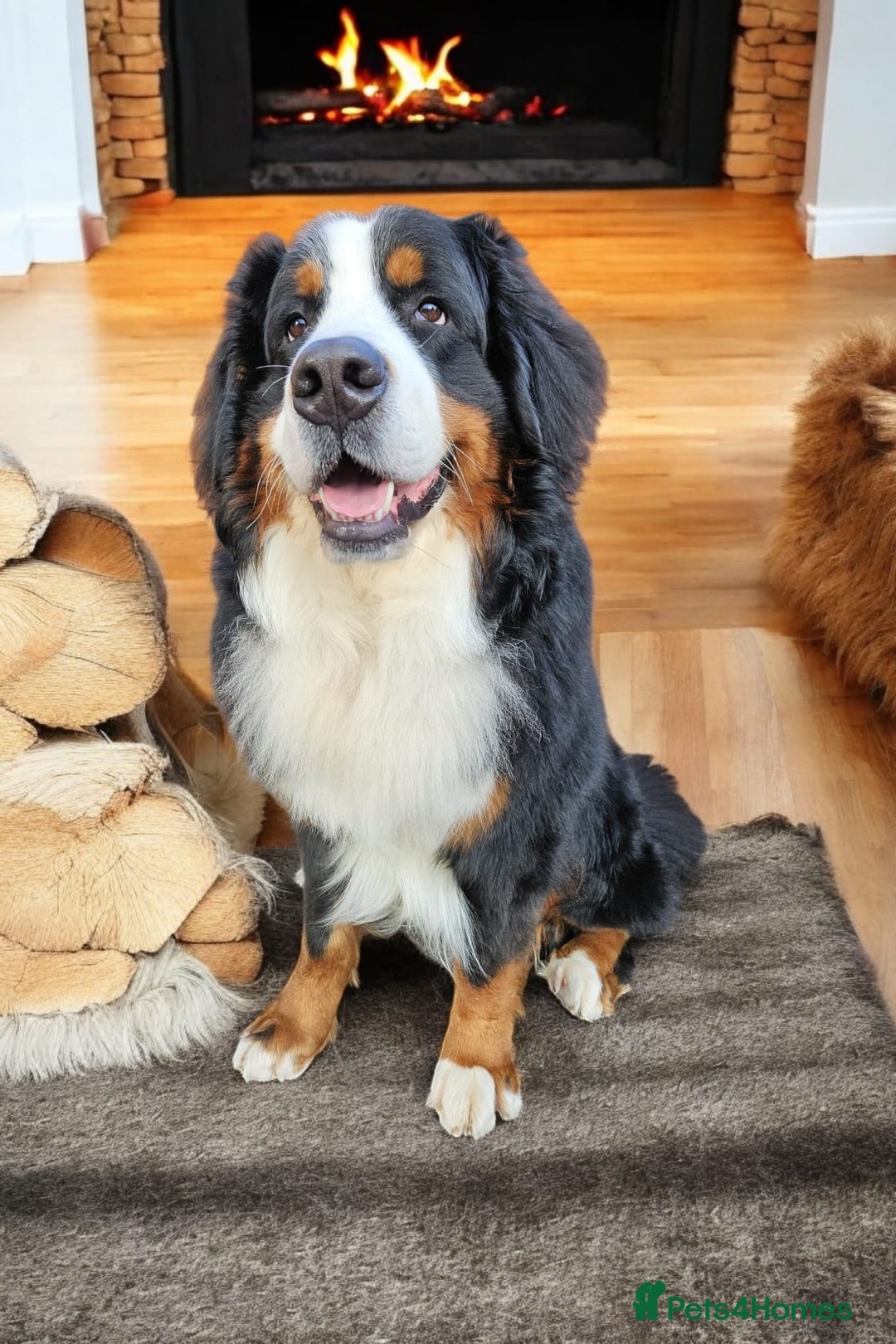 Bernese Mountain Dog dogs for stud: Proven health tested BMD handsome boy for stud. in Northampton - Image 1