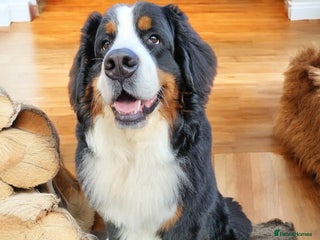 Bernese Mountain Dog dogs in Northampton - Advert 4