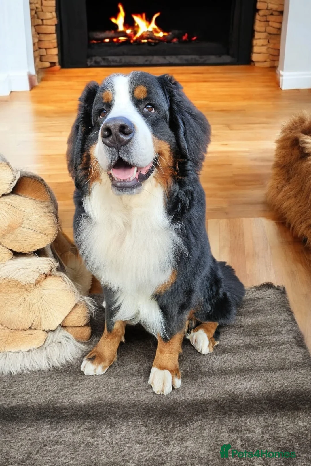 Bernese Mountain Dog dogs for stud: Proven health tested BMD handsome boy for stud. in Northampton - Advert 10