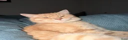 Mixed Breed cats for sale:  Rehoming  - Advert 18