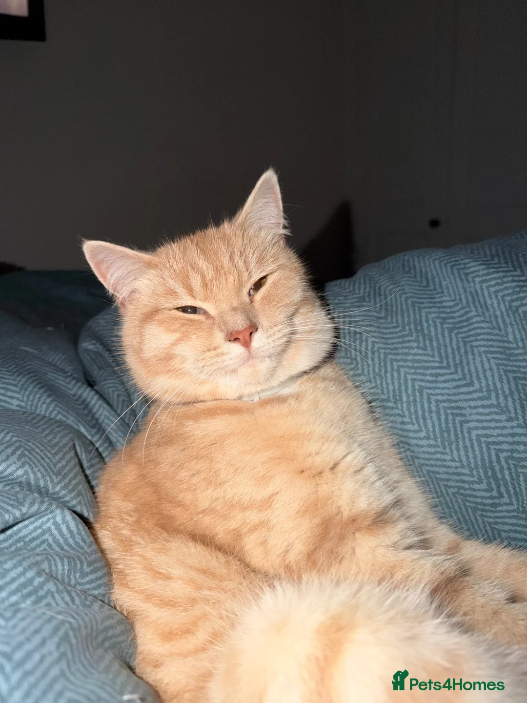 Mixed Breed cats for sale:  Rehoming  - Advert 18