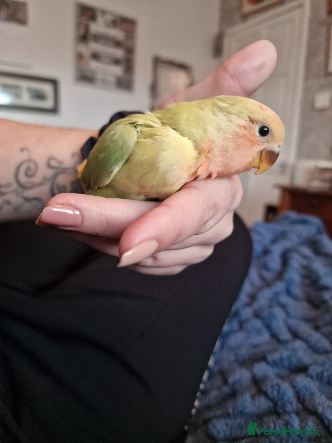 Lovebirds birds for sale: Hand Reared Peach Faced Lovebird Babies - Image 9