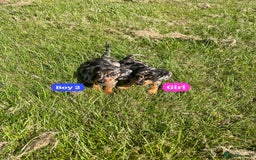 Dachshund dogs for sale: Dachshund Puppies  - Image 10