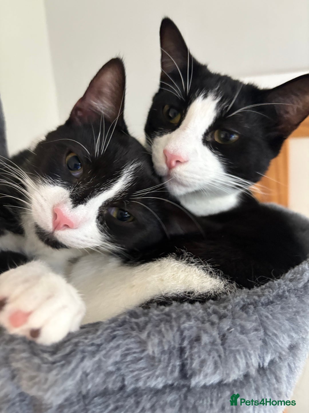 Domestic Shorthair cats for sale: Two neutered male bonded black and white cats  - Advert 1