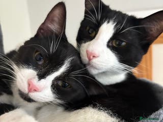 Domestic Shorthair cats Two neutered male bonded black and white cats - Advert 1