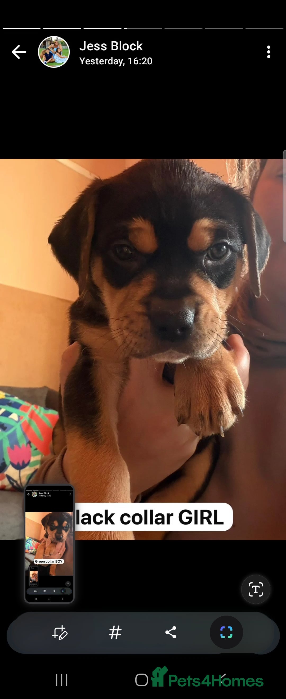 Mixed Breed dogs for sale: Puppies for sale - Advert 20