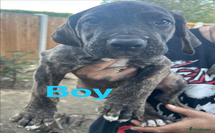 Mixed Breed dogs - Advert 2
