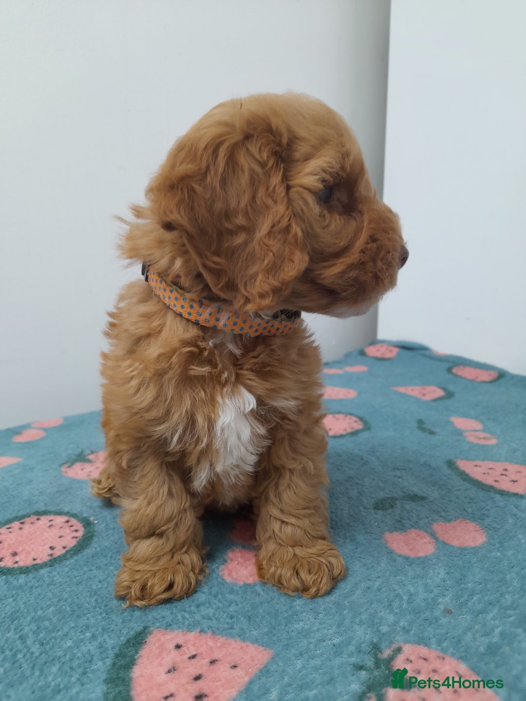 Cockapoo dogs for sale: Beautiful cockapoo puppies ready now - Advert 26