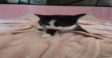 Mixed Breed cats Black and white girls  - Advert 8