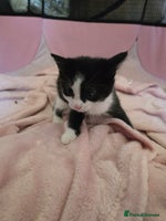 Mixed Breed cats Black and white girls - Advert 8