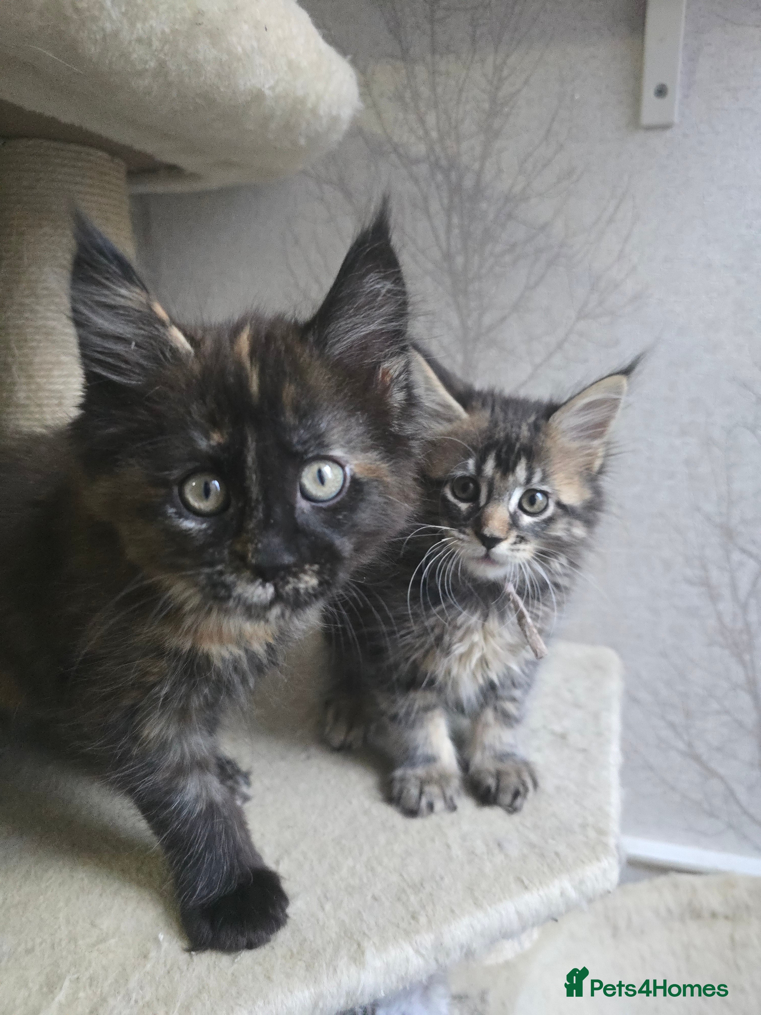 Maine Coon cats Beautiful Tica registered girls - Advert 13