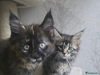Maine Coon cats Beautiful Tica registered girls - Advert 13