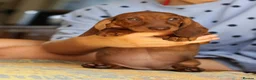 Miniature Dachshund dogs for sale: KC reg Miniature Wirehaired Dachshund bitch, Ready - Advert 1