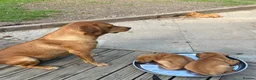 Labrador Retriever dogs for sale: Beautiful fox reds - Advert 3