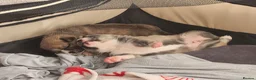 Pomsky dogs for sale: 2 boy Beautiful unusual marking frenchie pomsky  in Southend-on-Sea - Advert 16
