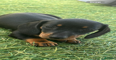Dachshund dogs - Advert 6