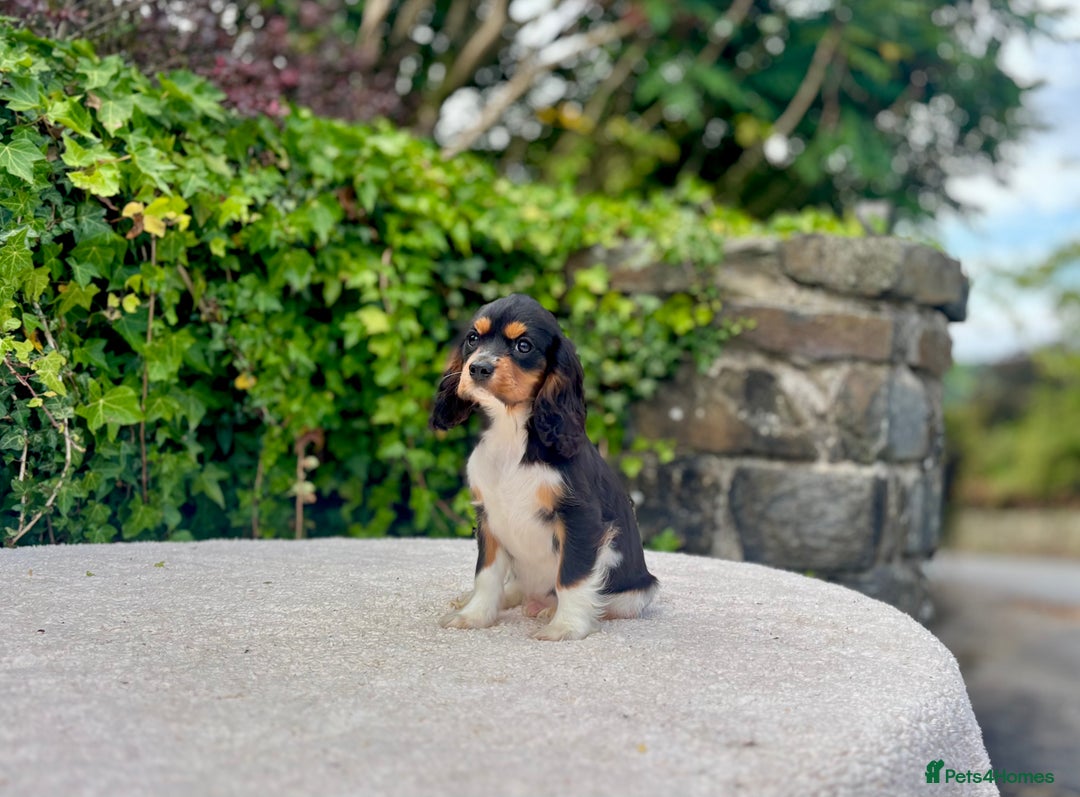 Cavalier King Charles Spaniel dogs for sale: Gorgeous Black Tan and Tri Cavalier Puppies - Image 9