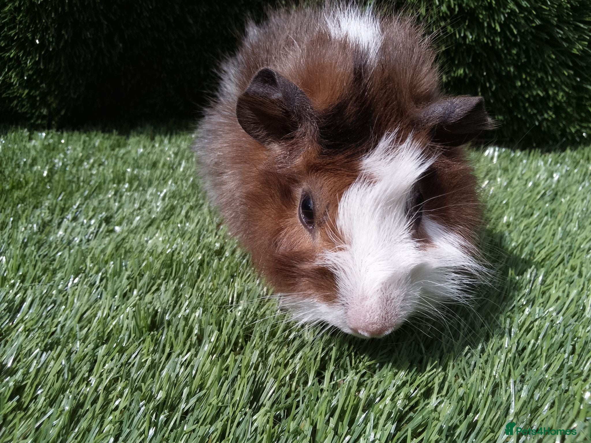 Guinea Pig rodents ABYSSINIAN BOYS - Advert 2