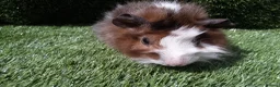 Guinea Pig rodents for sale: ABYSSINIAN BOYS - Advert 2