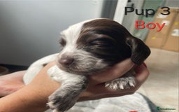 Cocker Spaniel dogs for sale: Cocker spaniel puppies  - Image 4