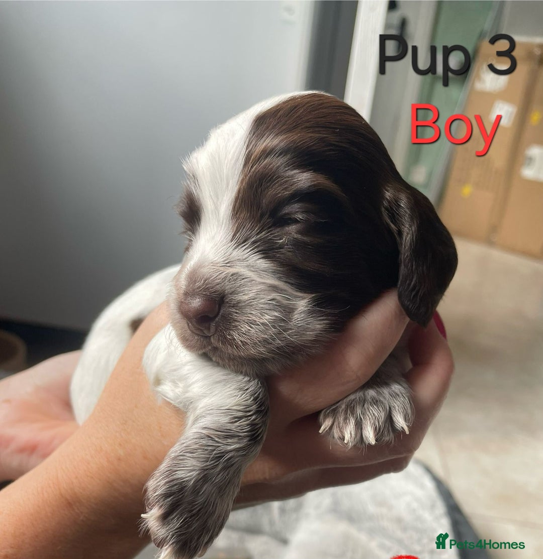 Cocker Spaniel dogs for sale: Cocker spaniel puppies  - Image 4