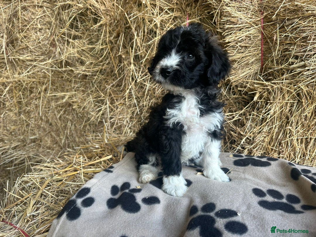 Bordoodle dogs for sale: Beautiful Bordoodle puppies - Image 17