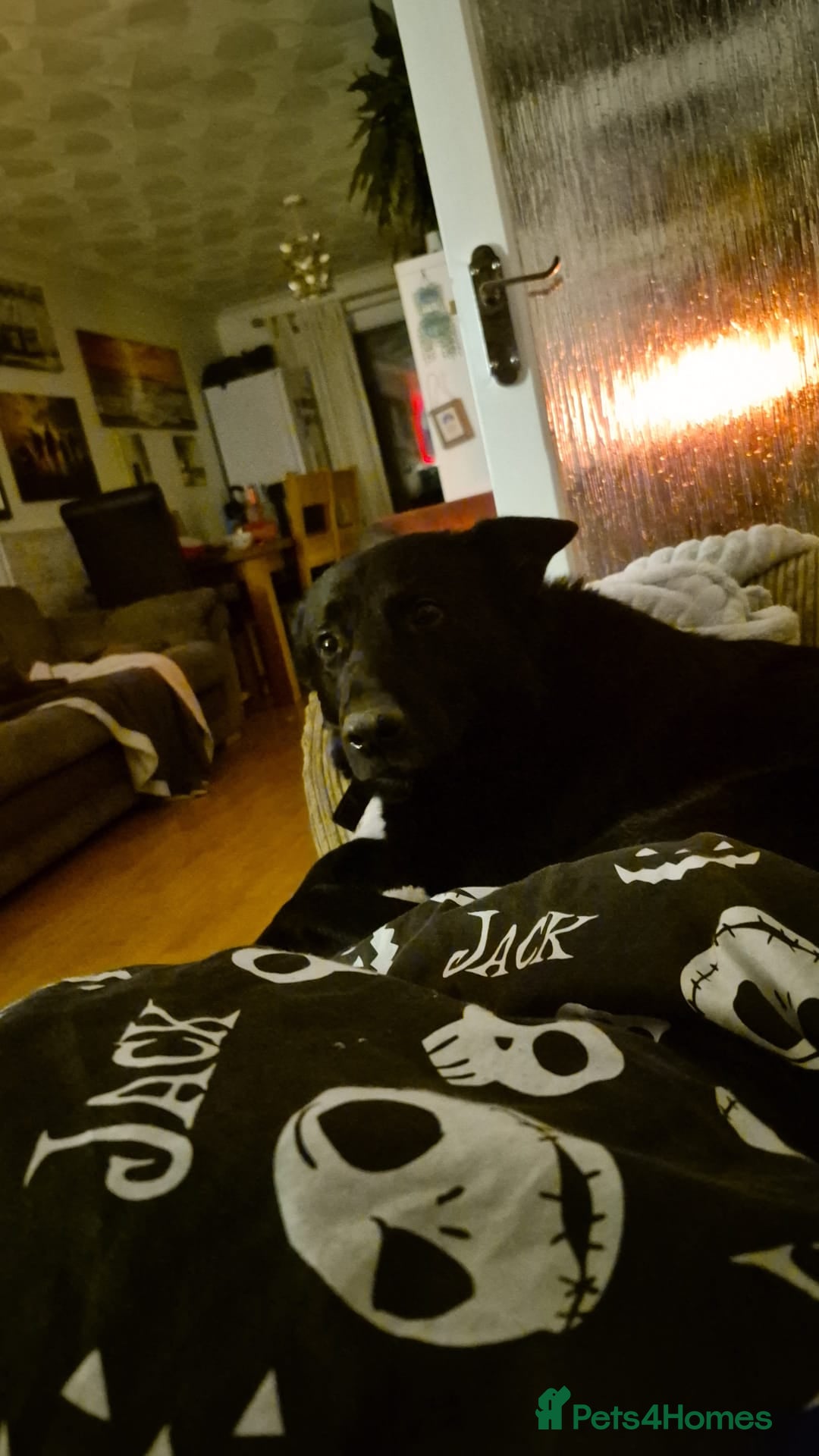 Mixed Breed dogs for sale: Family Dog needing to be rehomed - Advert 4