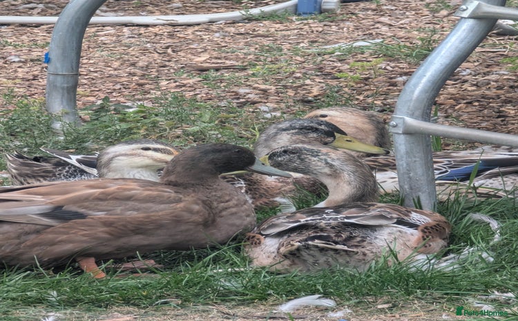 Ducks poultry - Advert 7