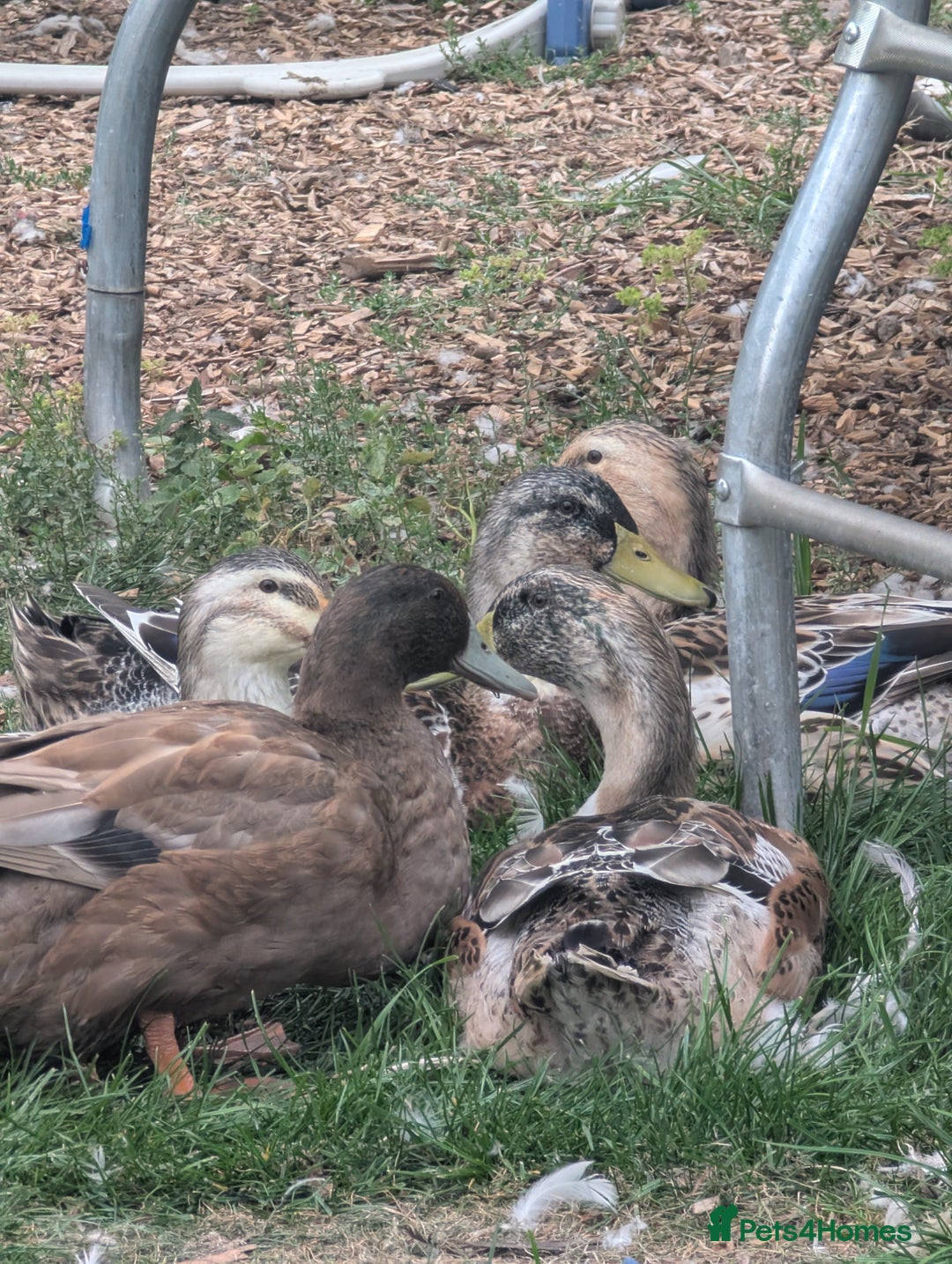 Ducks poultry for sale: Mixed Ducks for sale - Image 1