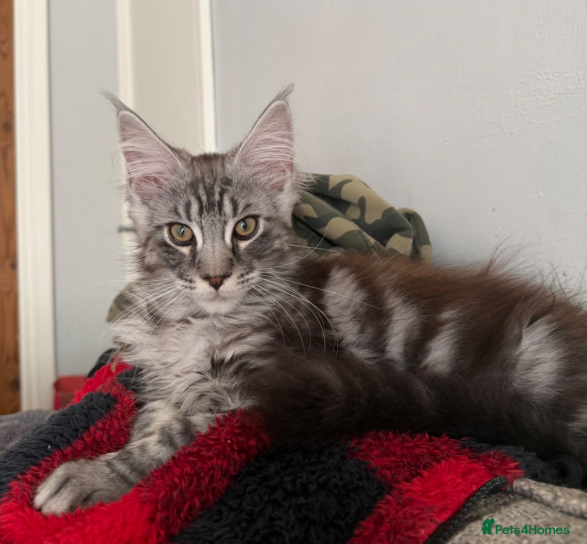Maine Coon cats TICA reg mainecoon kittens - Advert 1