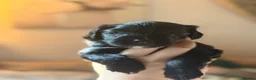 Mixed Breed dogs for sale: Miniature Poodle Cross Puppies  - Advert 13