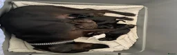 Sprocker dogs for sale: Sprocker pups in Peterborough - Advert 6