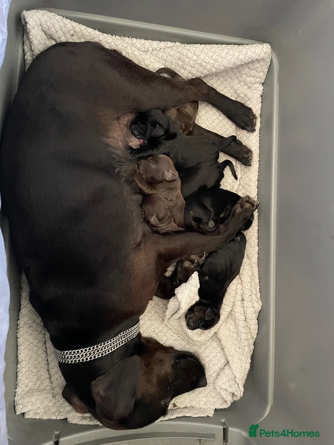 Sprocker dogs for sale: Sprocker pups in Peterborough - Advert 6