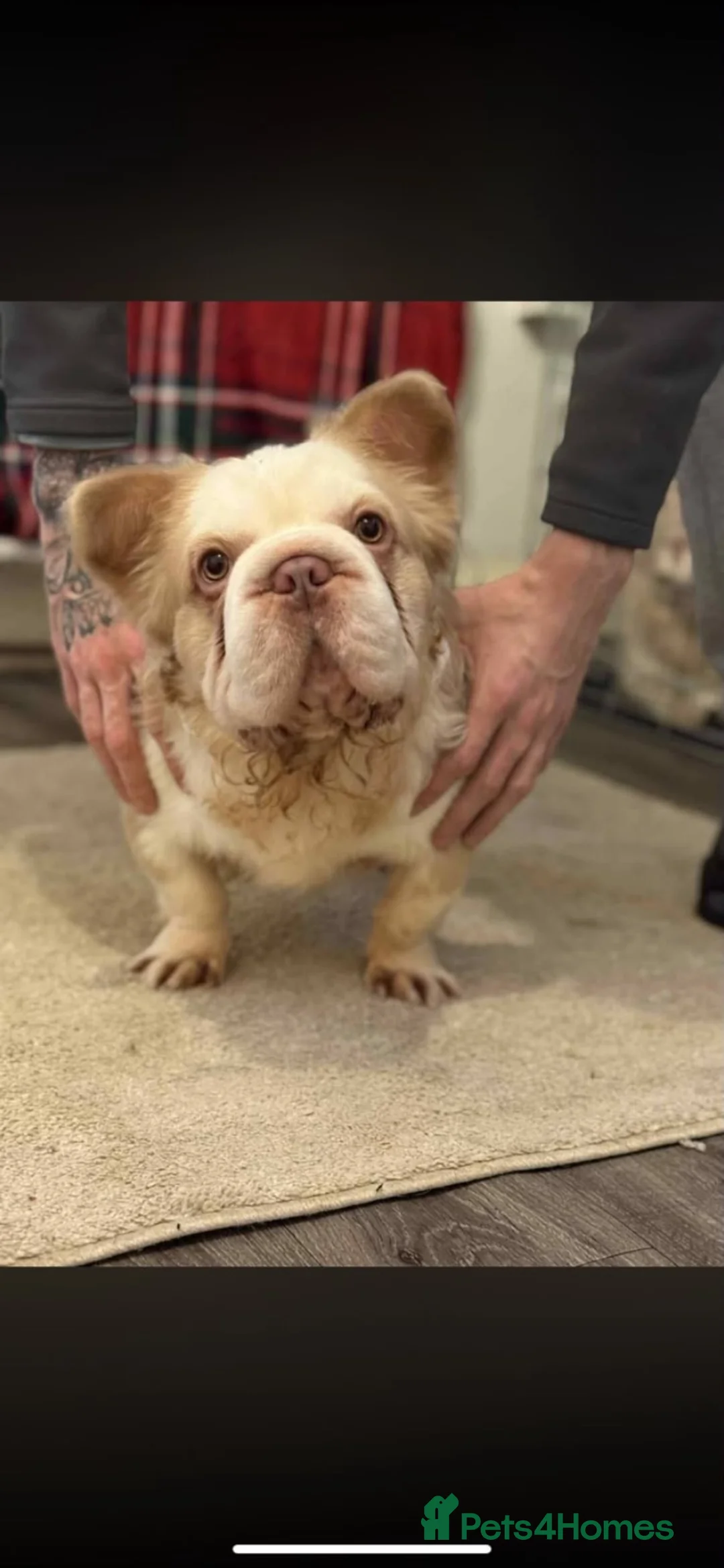 French Bulldog dogs for sale: Fluffy  **  French BullDog - Advert 2