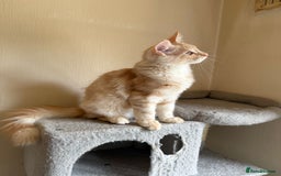 Maine Coon cats for sale: Stunning Maine coon kittens - Image 15