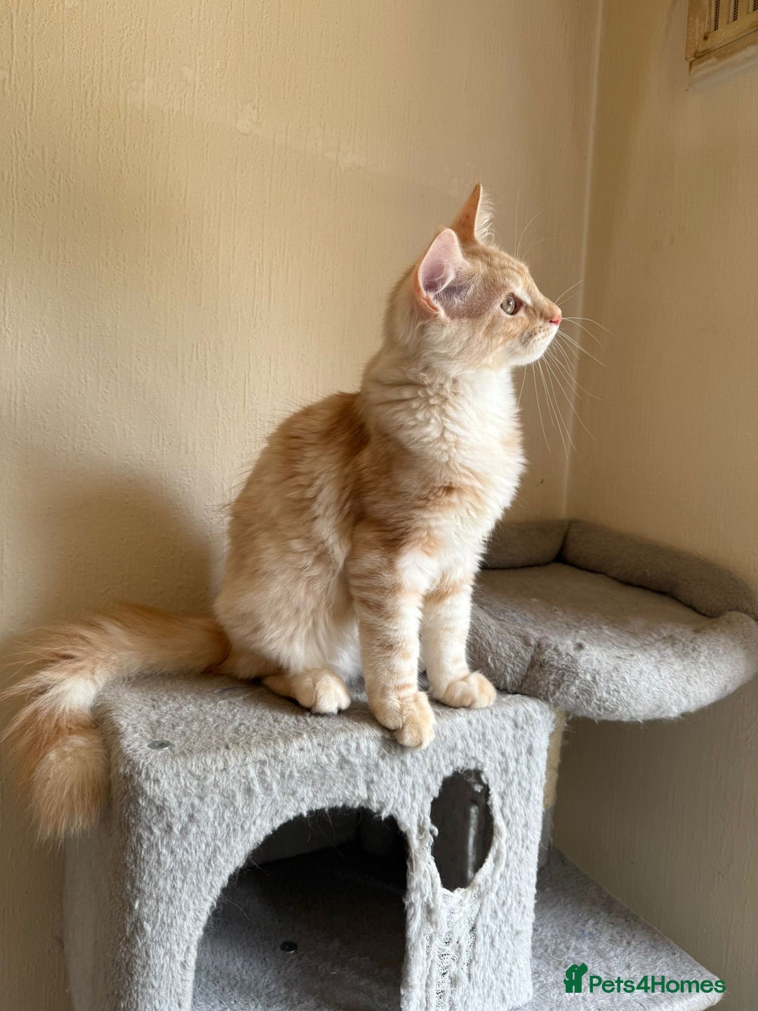 Maine Coon cats for sale: Stunning Maine coon kittens - Image 15