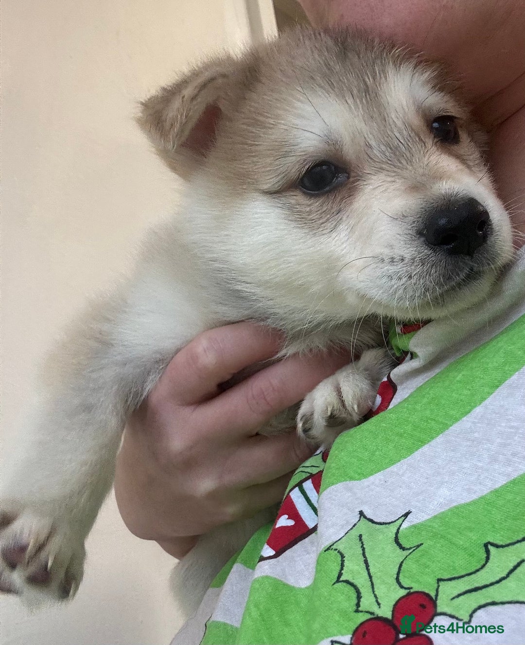 Shepsky dogs for sale: 7 beautiful Shepsky puppy’s available 🫶🏼 - Advert 25