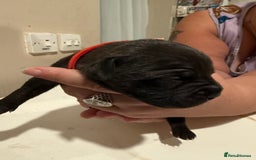 Staffordshire Bull Terrier dogs for sale: Staffordshire Bull Terrier Puppies for Sale - Advert 14