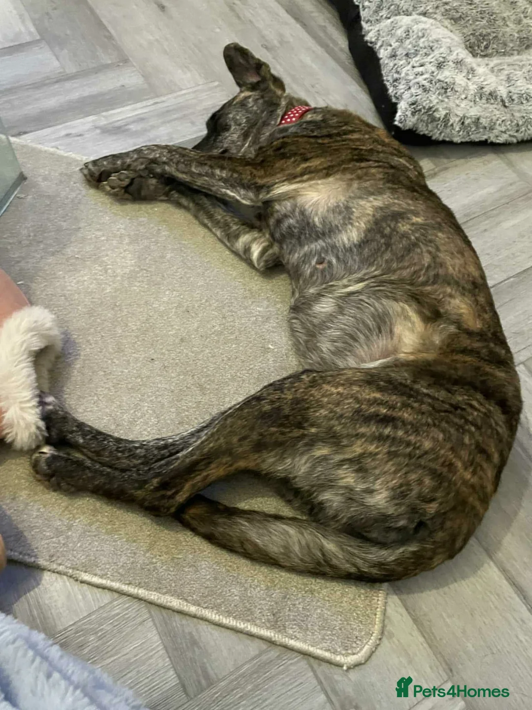 Mixed Breed dogs for adoption: MAIZIE - Advert 4