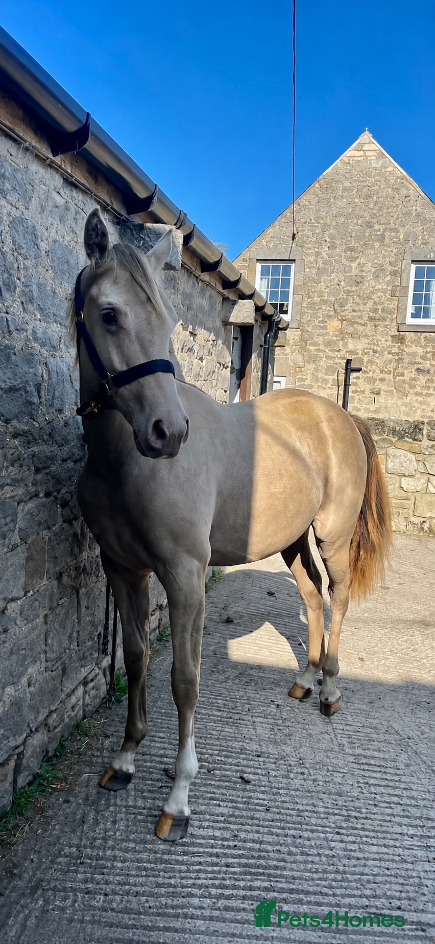 American Warmblood horses Stunning AES Reg 4yr Classic Champage Mare  - Advert 2