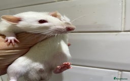 Rat rodents for sale: Very friendly baby rats, including dumbo Siamese  - Image 6
