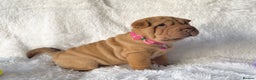 Shar Pei dogs for sale: ⭐️ Girl Shar Pei puppy For Sale ⭐️ - Advert 3