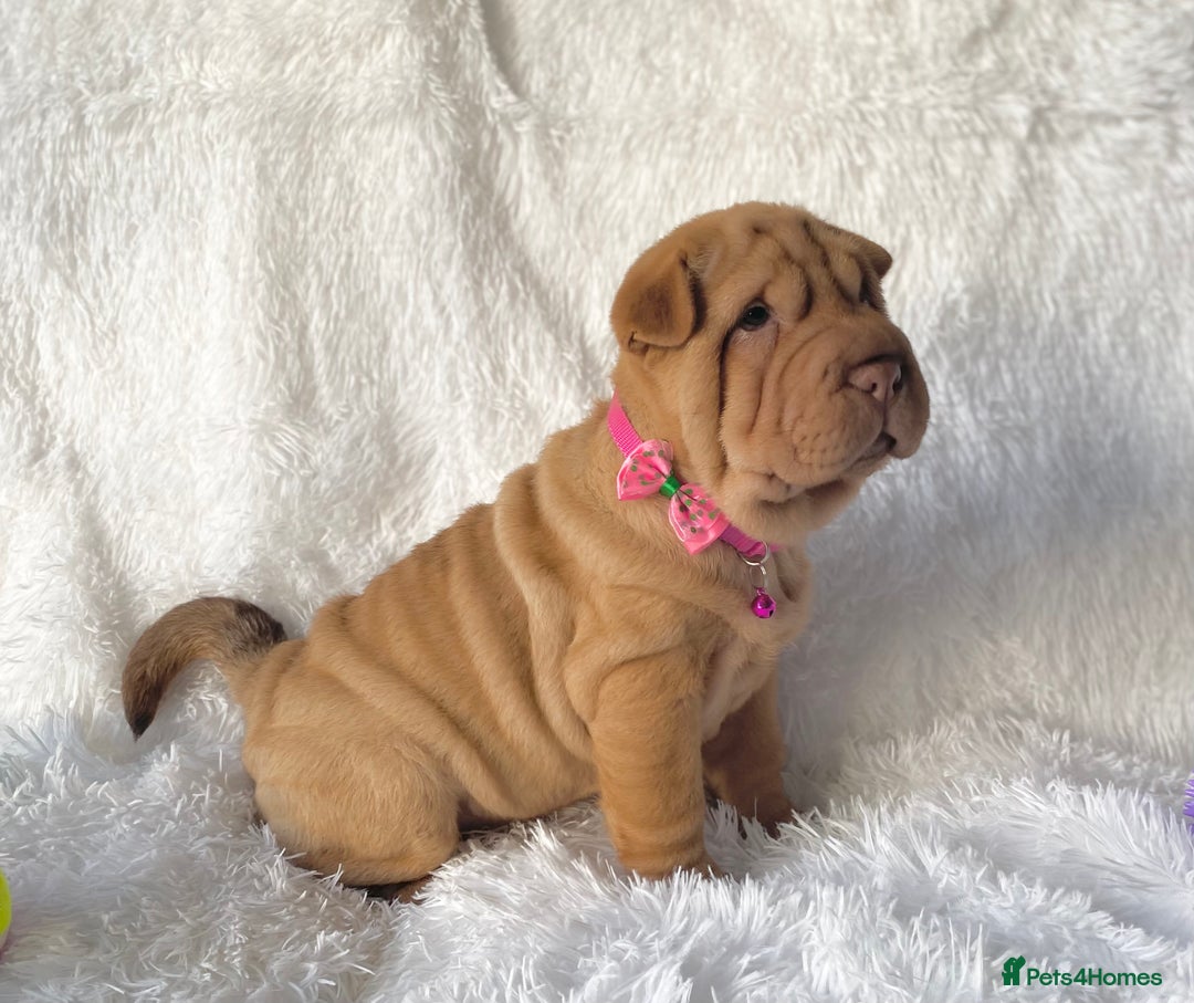 Shar Pei dogs for sale: ⭐️ Girl Shar Pei puppy For Sale ⭐️ - Advert 3