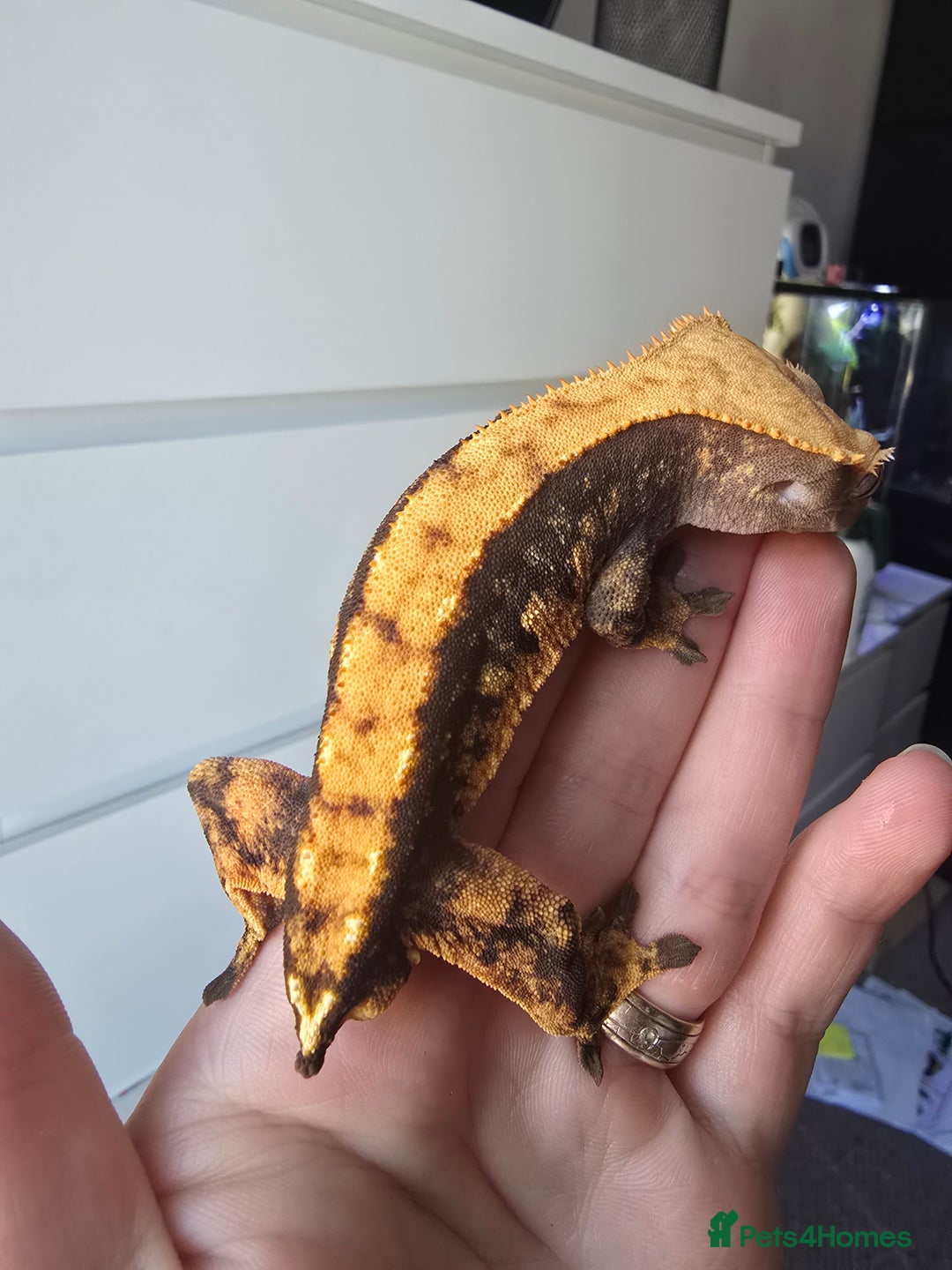 Gecko reptiles for sale: Male Cappuccino crested gecko - Advert 1