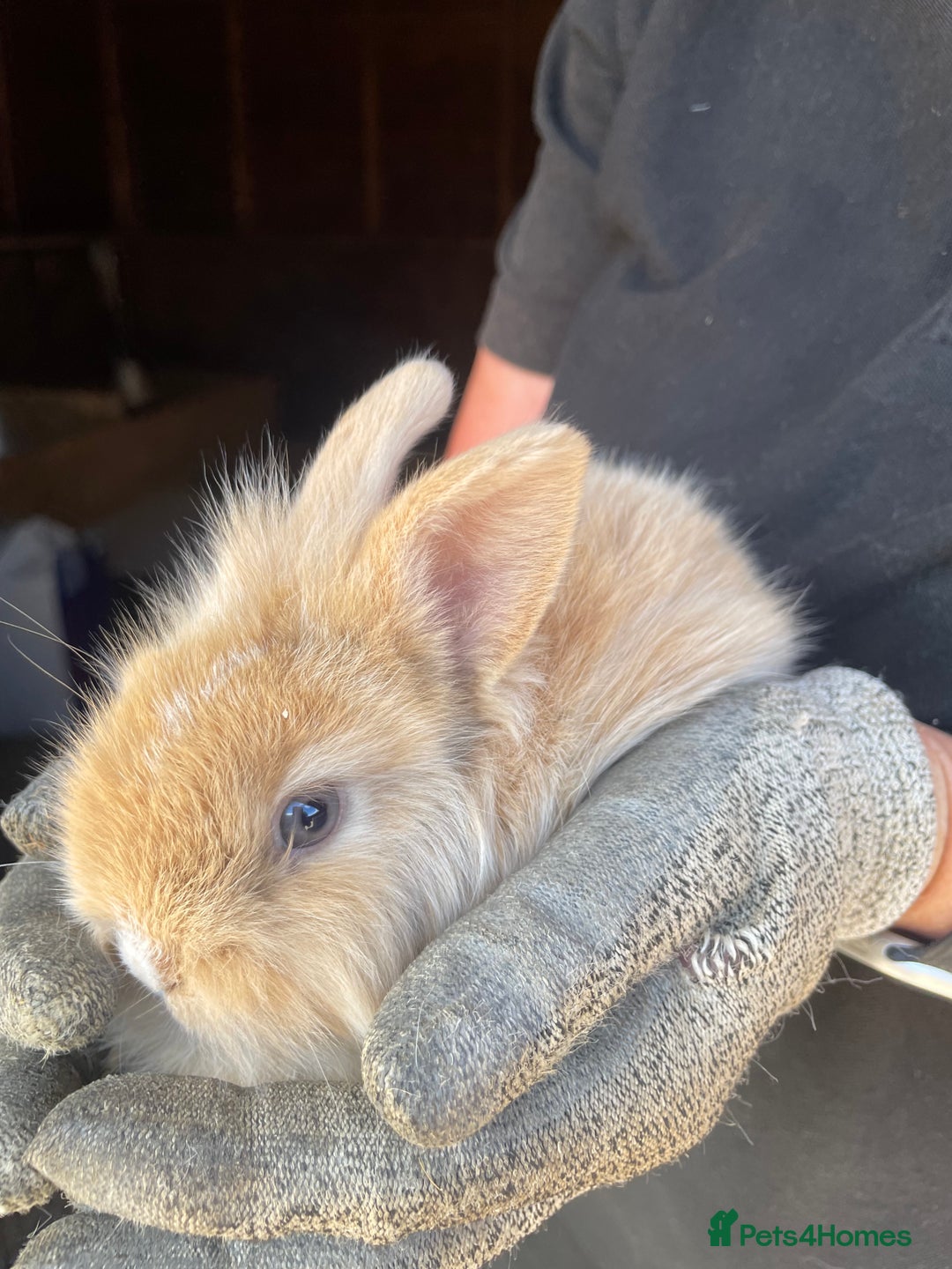 Lionhead rabbits for sale: Beautiful Lion head Baby Bunnies  - Image 11