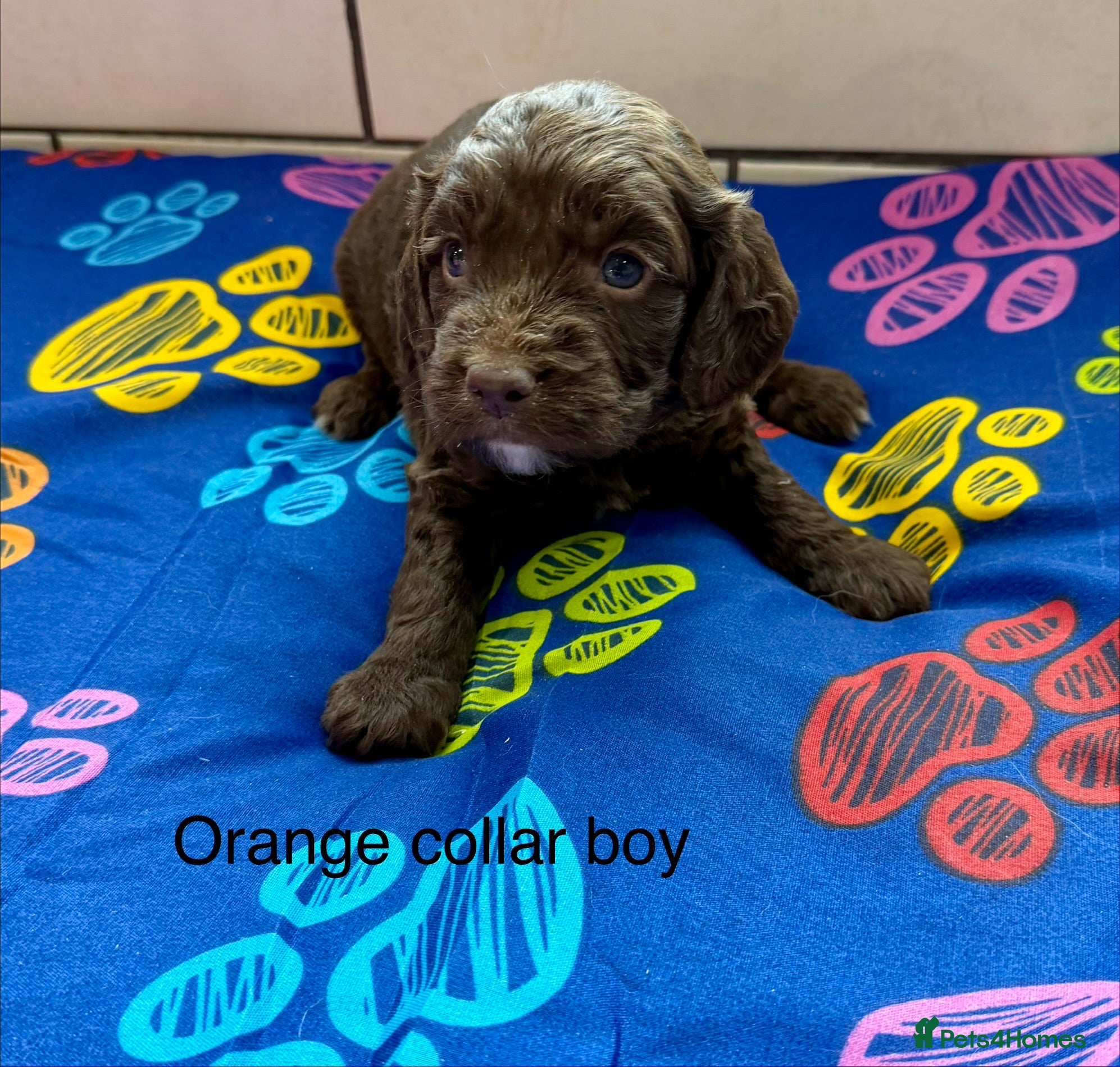 Sproodle dogs Sproodle Puppies from experienced, licensed breedr - Advert 2