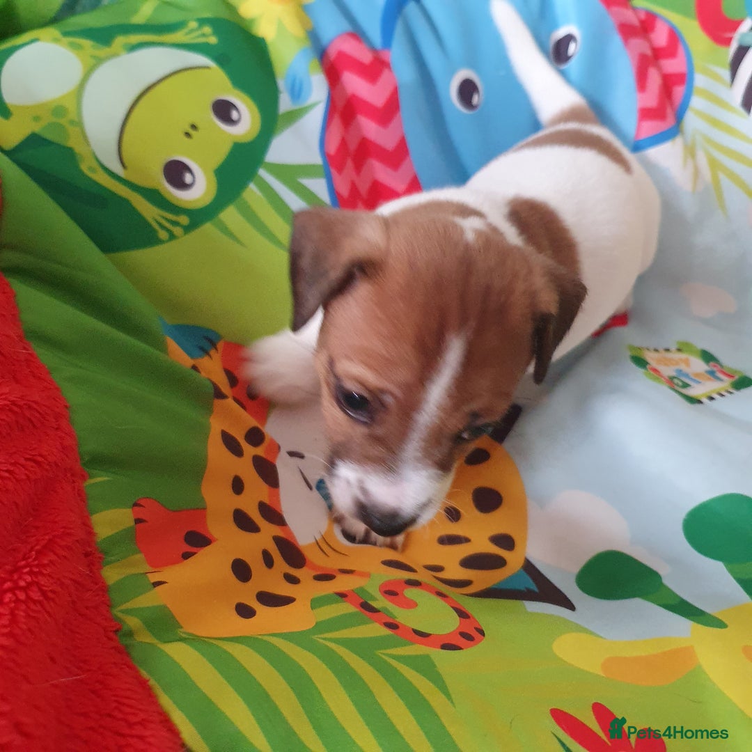 Jack Russell dogs for sale: Jack Russell puppies  - Image 12